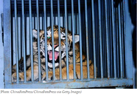photo--Tiger Cub’s Death Leap Exposes Black Market Breeding Ring _ TakePart
