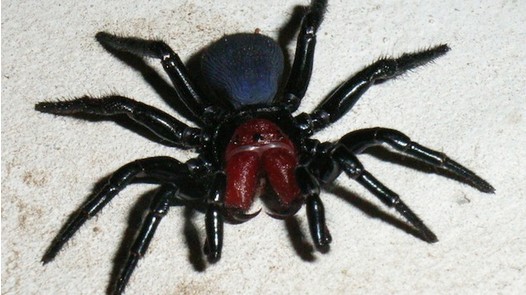 photo-www.rantpets.com Mouse Spiders    
